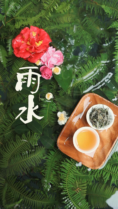 节气雨水,交融于茶