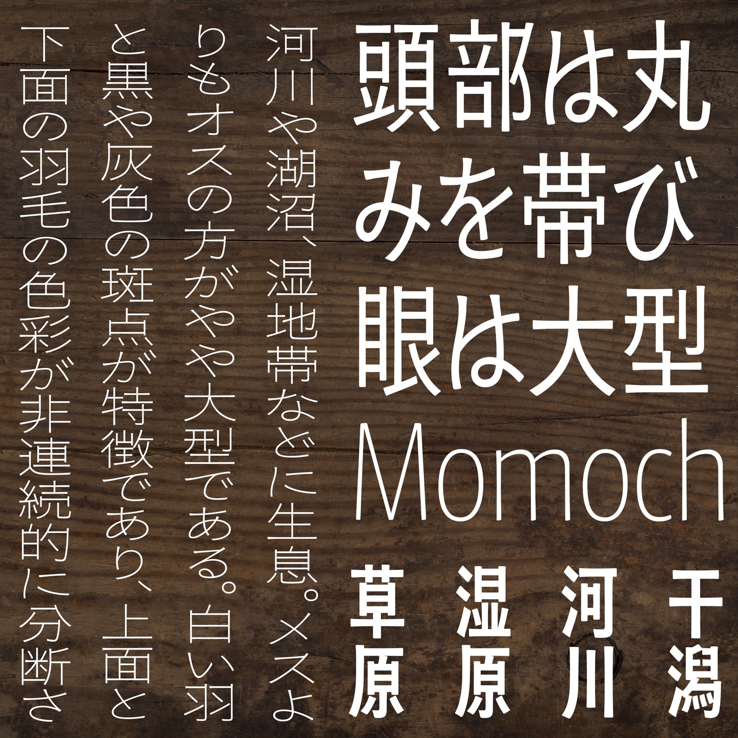 如飞鸟般自由-可变字体“百千鸟”登陆Adobe Fonts｜365天的好设计NO.32（图ZMTUwMzA0ODg=） - 观点 - 站酷设计师站酷资讯原创素材 - 站酷ZCOOL