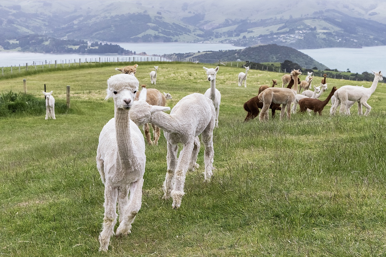 New Zealand 2024（图ZMzg1NzU5Mjcy） - 风光摄影 - 站酷设计师亚细亚的迷雾原创素材 - 站酷ZCOOL