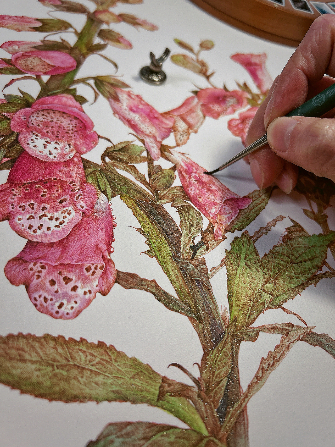 蘸水笔针管笔｜毛地黄（狐狸手套）（图ZMzg1ODk1MDQw） - 艺术插画 - 站酷设计师CatCastleDZ原创素材 - 站酷ZCOOL