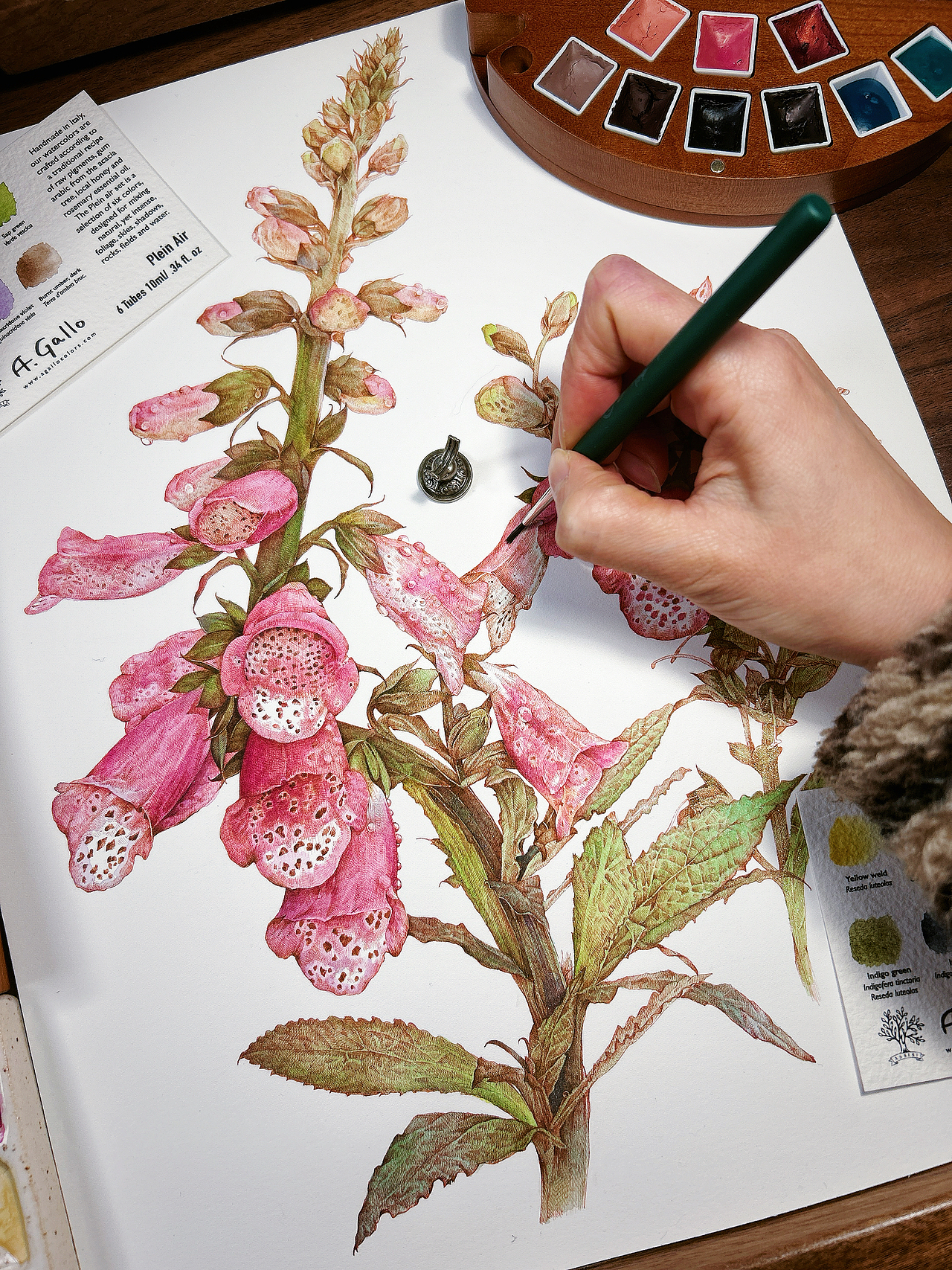 蘸水笔针管笔｜毛地黄（狐狸手套）（图ZMzg1ODk1MDM2） - 艺术插画 - 站酷设计师CatCastleDZ原创素材 - 站酷ZCOOL