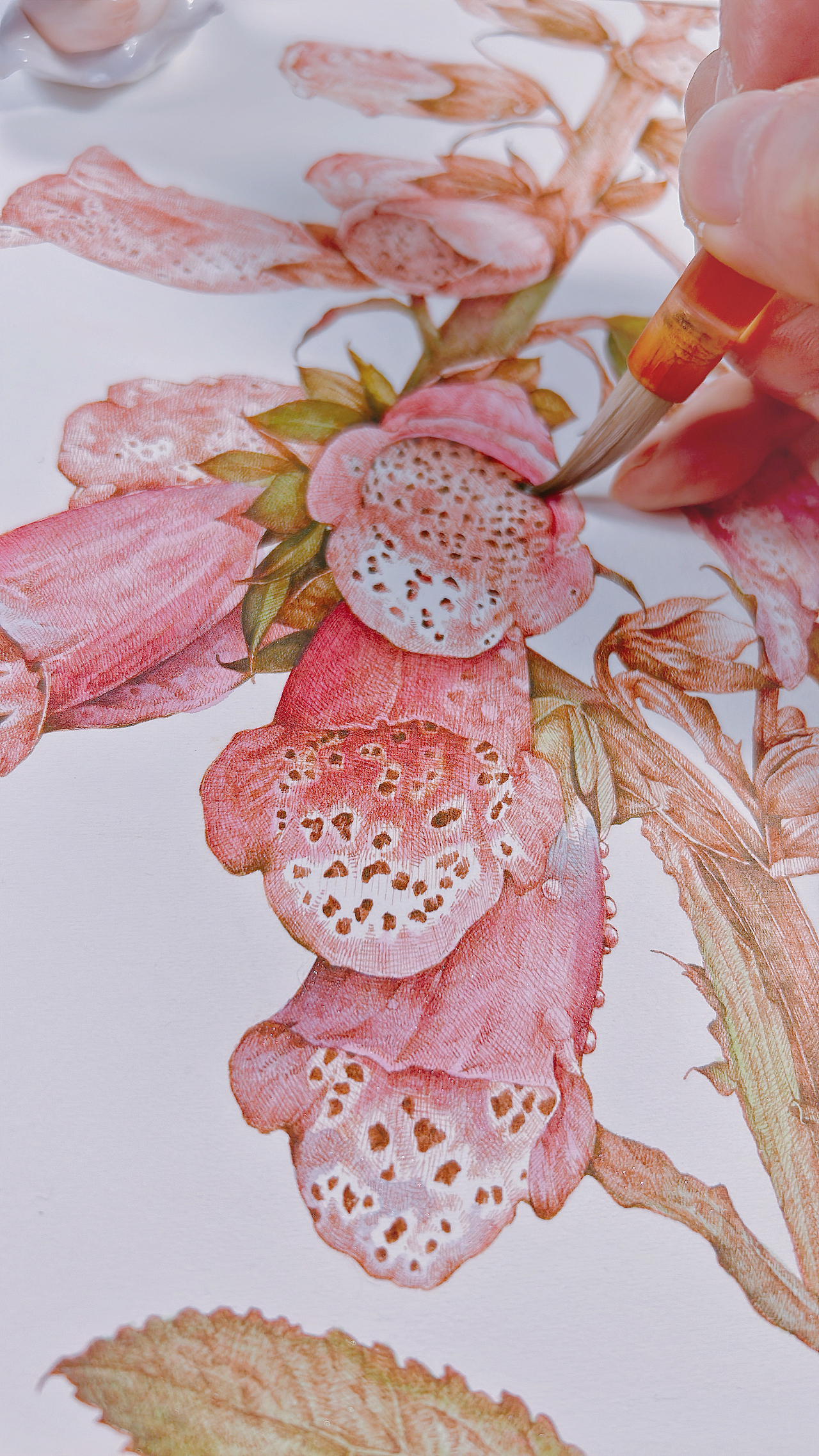 蘸水笔针管笔｜毛地黄（狐狸手套）（图ZMzg1ODk1MDQ4） - 艺术插画 - 站酷设计师CatCastleDZ原创素材 - 站酷ZCOOL