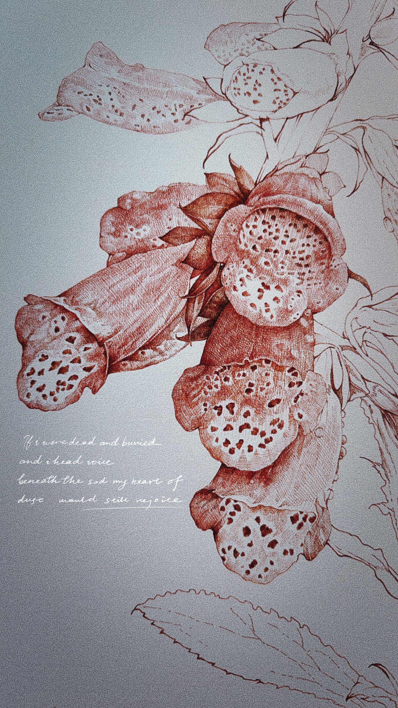 蘸水笔针管笔｜毛地黄（狐狸手套）（图ZMzg1ODk1MDg0） - 艺术插画 - 站酷设计师CatCastleDZ原创素材 - 站酷ZCOOL