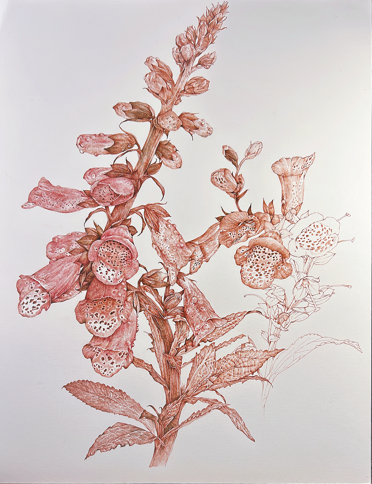 蘸水笔针管笔｜毛地黄（狐狸手套）（图ZMzg1ODk1MDY4） - 艺术插画 - 站酷设计师CatCastleDZ原创素材 - 站酷ZCOOL