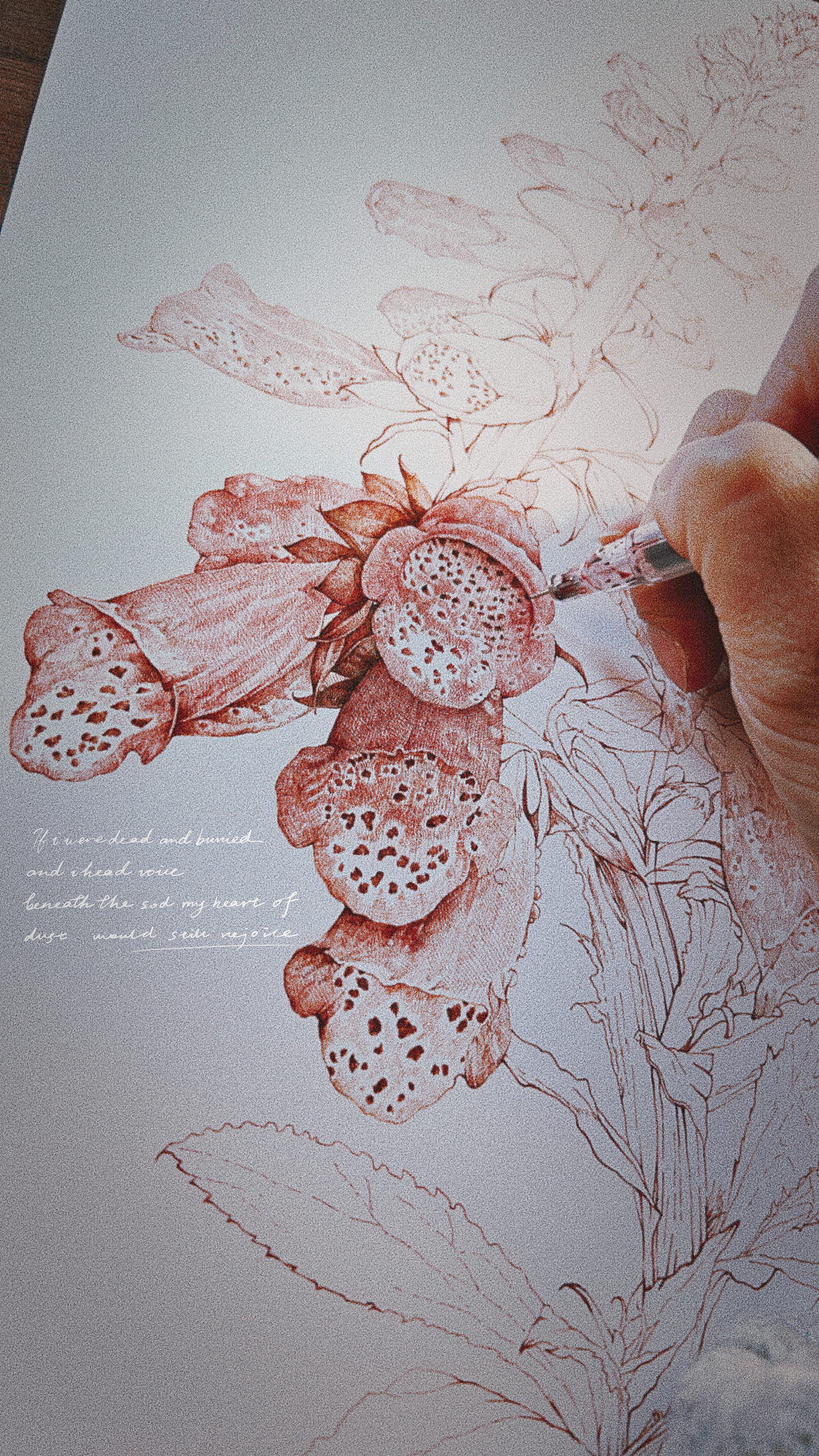 蘸水笔针管笔｜毛地黄（狐狸手套）（图ZMzg1ODk1MDc2） - 艺术插画 - 站酷设计师CatCastleDZ原创素材 - 站酷ZCOOL