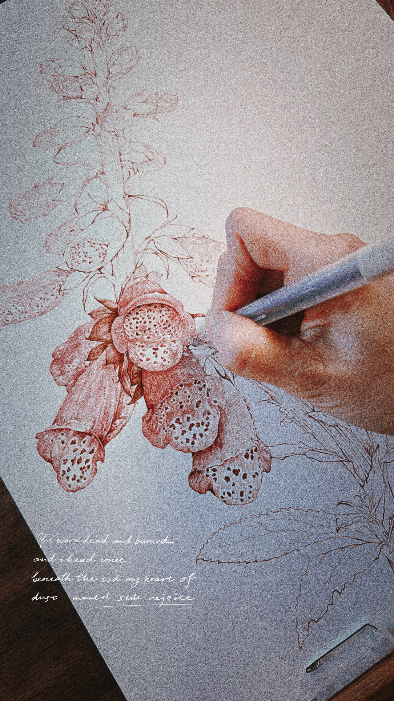 蘸水笔针管笔｜毛地黄（狐狸手套）（图ZMzg1ODk1MDgw） - 艺术插画 - 站酷设计师CatCastleDZ原创素材 - 站酷ZCOOL