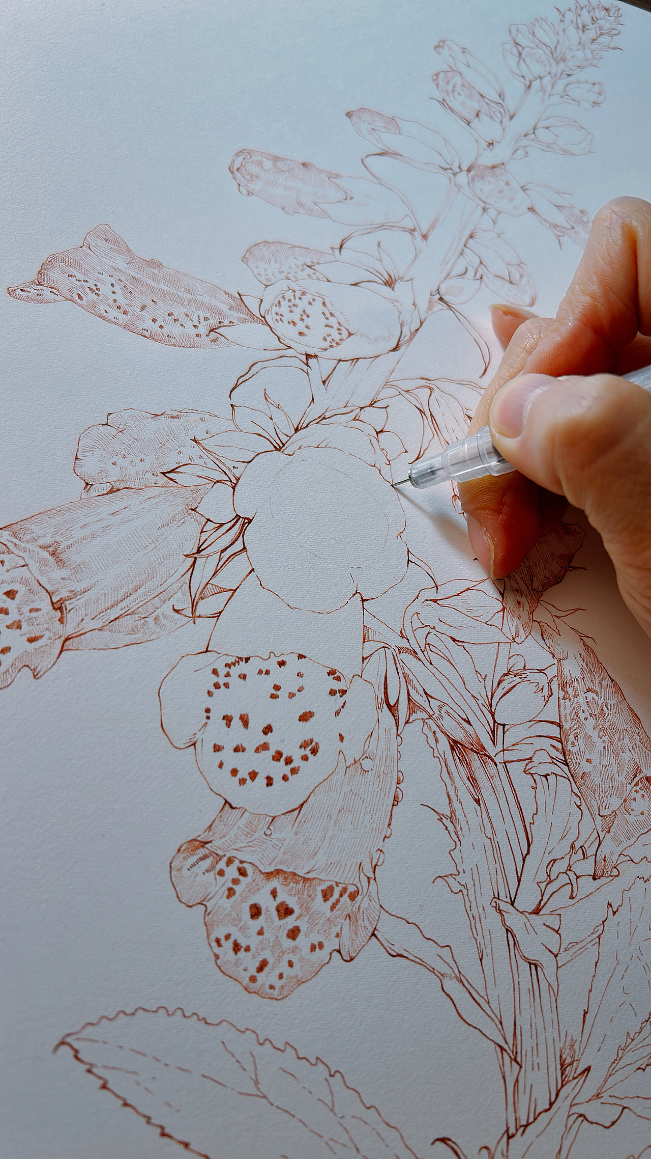 蘸水笔针管笔｜毛地黄（狐狸手套）（图ZMzg1ODk1MDg4） - 艺术插画 - 站酷设计师CatCastleDZ原创素材 - 站酷ZCOOL