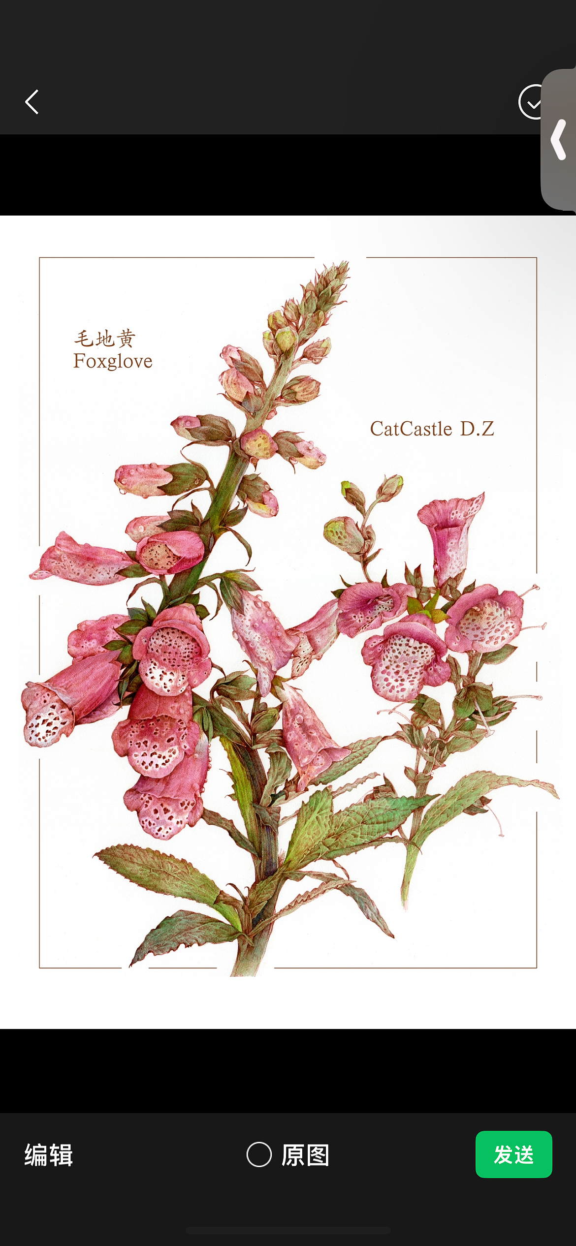 蘸水笔针管笔｜毛地黄（狐狸手套）（图ZMzg1ODk1MTAw） - 艺术插画 - 站酷设计师CatCastleDZ原创素材 - 站酷ZCOOL