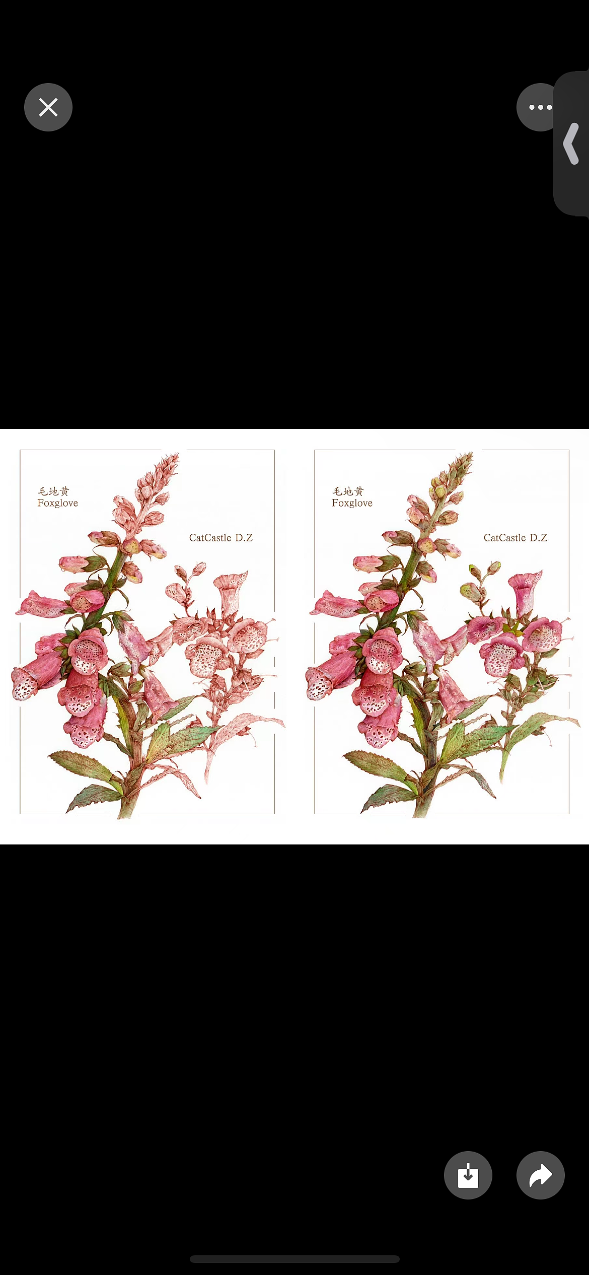 蘸水笔针管笔｜毛地黄（狐狸手套）（图ZMzg1ODk1MDk2） - 艺术插画 - 站酷设计师CatCastleDZ原创素材 - 站酷ZCOOL