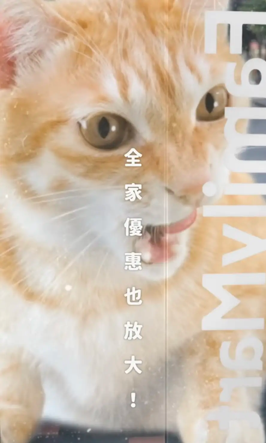LV 推出龙虾套餐/iPhone 16e 新机型上市/台湾全家便利店帮流浪猫找家（图ZMTUwMzIxOTY=） - 资讯 - 站酷设计师站酷资讯原创素材 - 站酷ZCOOL