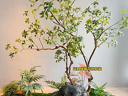 即能節(jié)約時(shí)間、又能做出好看的綠植景觀呢？