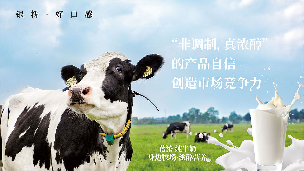 银桥“蓓浓”纯牛奶常温枕型装