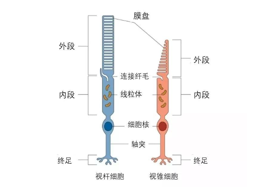 色彩的故事·序章:用色如用兵!—设计史太浓(图ZMTUwMzQ4ODg=) - 教程 - 站酷设计师远麦刘斌原创素材 - 站酷ZCOOL