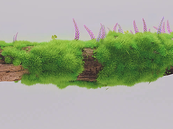 种草