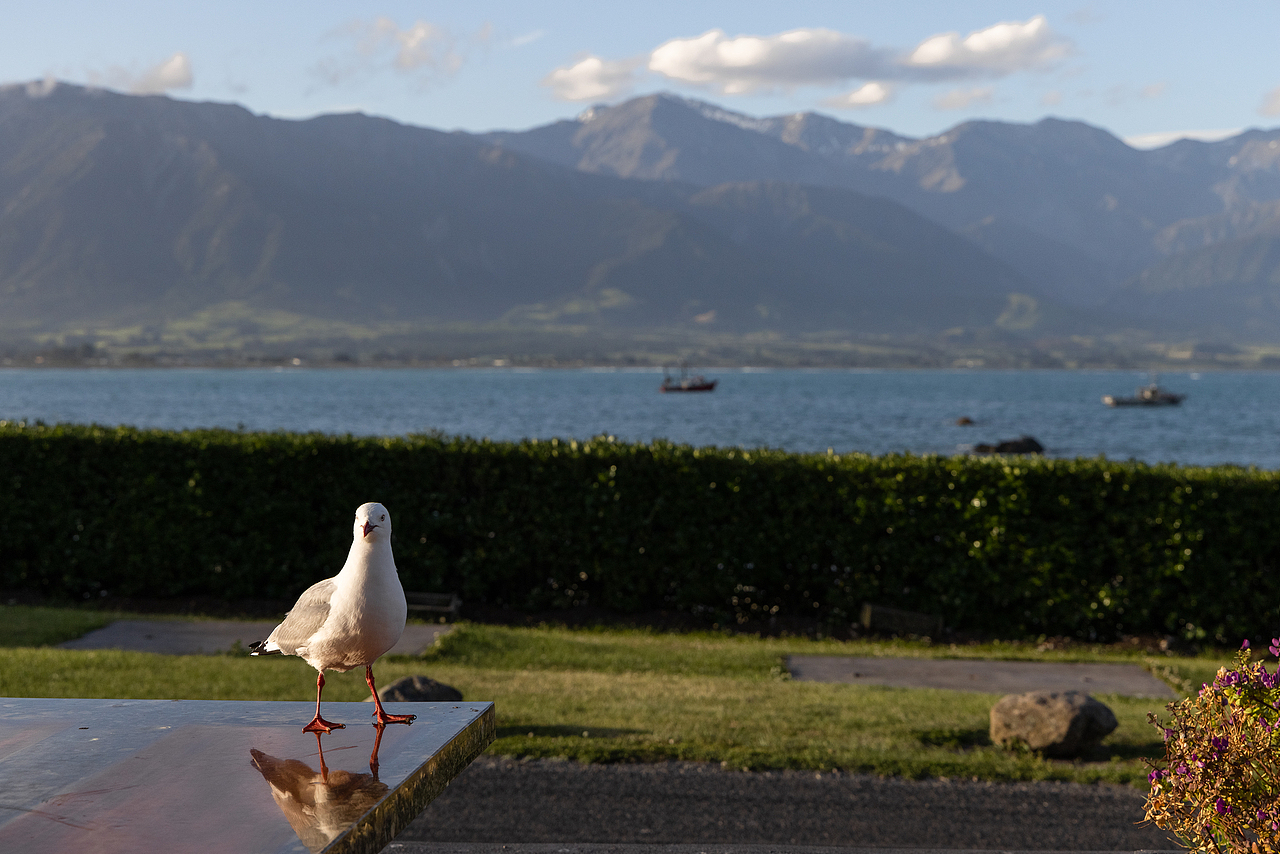 New Zealand 2024（图ZMzg2MzAzOTcy） - 风光摄影 - 站酷设计师亚细亚的迷雾原创素材 - 站酷ZCOOL