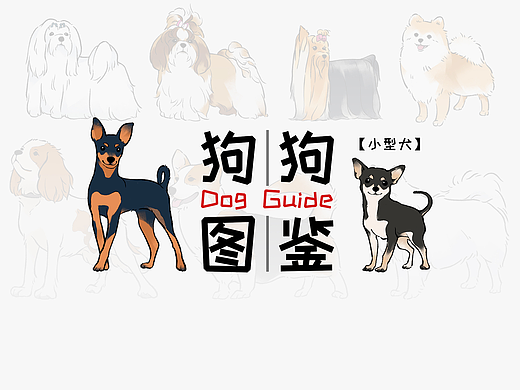 狗狗图鉴（小型犬篇）