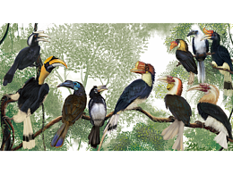 馬來西亞十種犀鳥繪圖