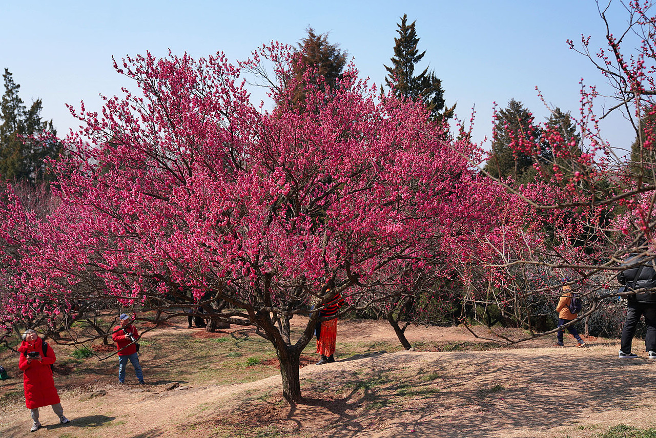 南京梅花山（图ZMzg2MzY4Mzc2） - 风光摄影 - 站酷设计师郝德善原创素材 - 站酷ZCOOL