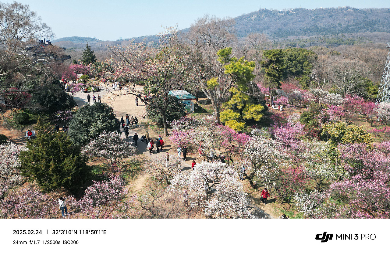 南京梅花山（图ZMzg2MzY4MzQ4） - 风光摄影 - 站酷设计师郝德善原创素材 - 站酷ZCOOL