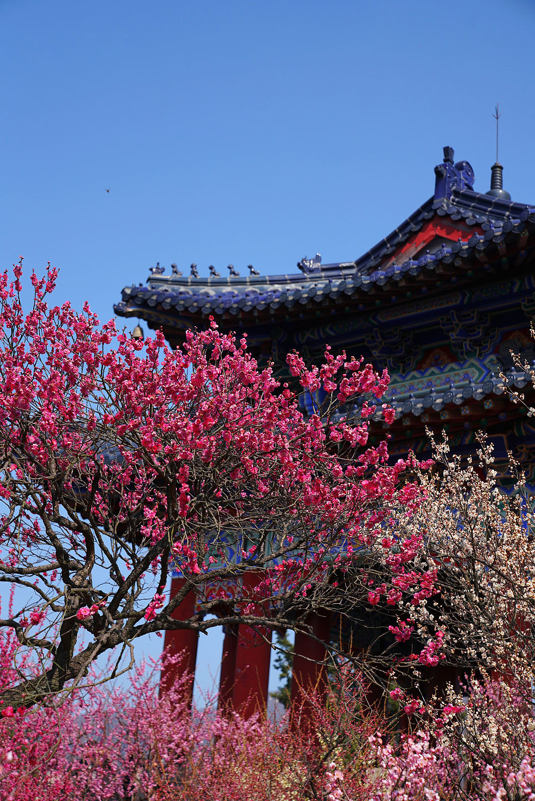 南京梅花山（图ZMzg2MzY4Mzg0） - 风光摄影 - 站酷设计师郝德善原创素材 - 站酷ZCOOL