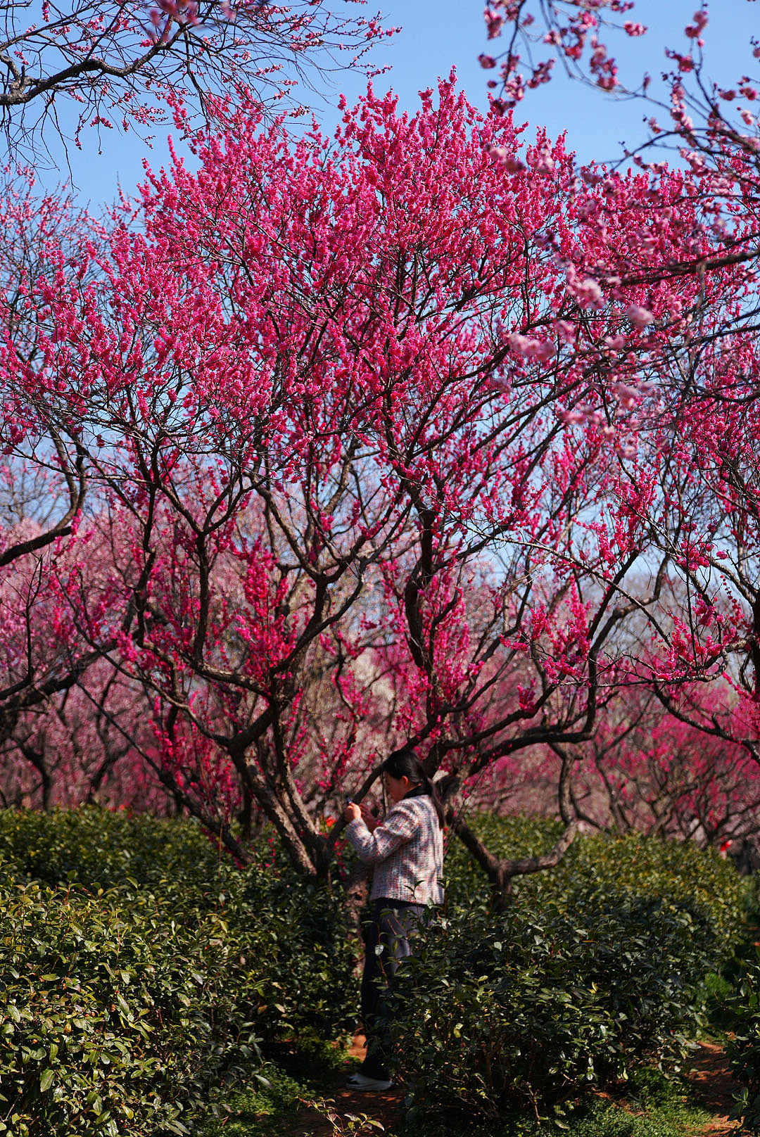 南京梅花山（图ZMzg2MzY4Mzcy） - 风光摄影 - 站酷设计师郝德善原创素材 - 站酷ZCOOL