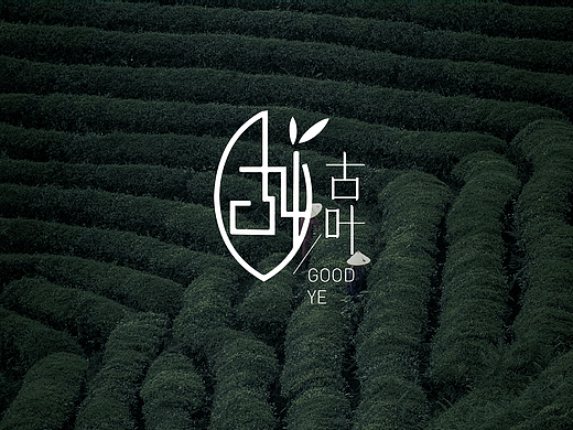 GOOD YE古叶 | 传统茶叶品牌提案设计