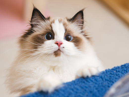 猫的私房：一窝行走的棉花糖正在发动颜值核打击！