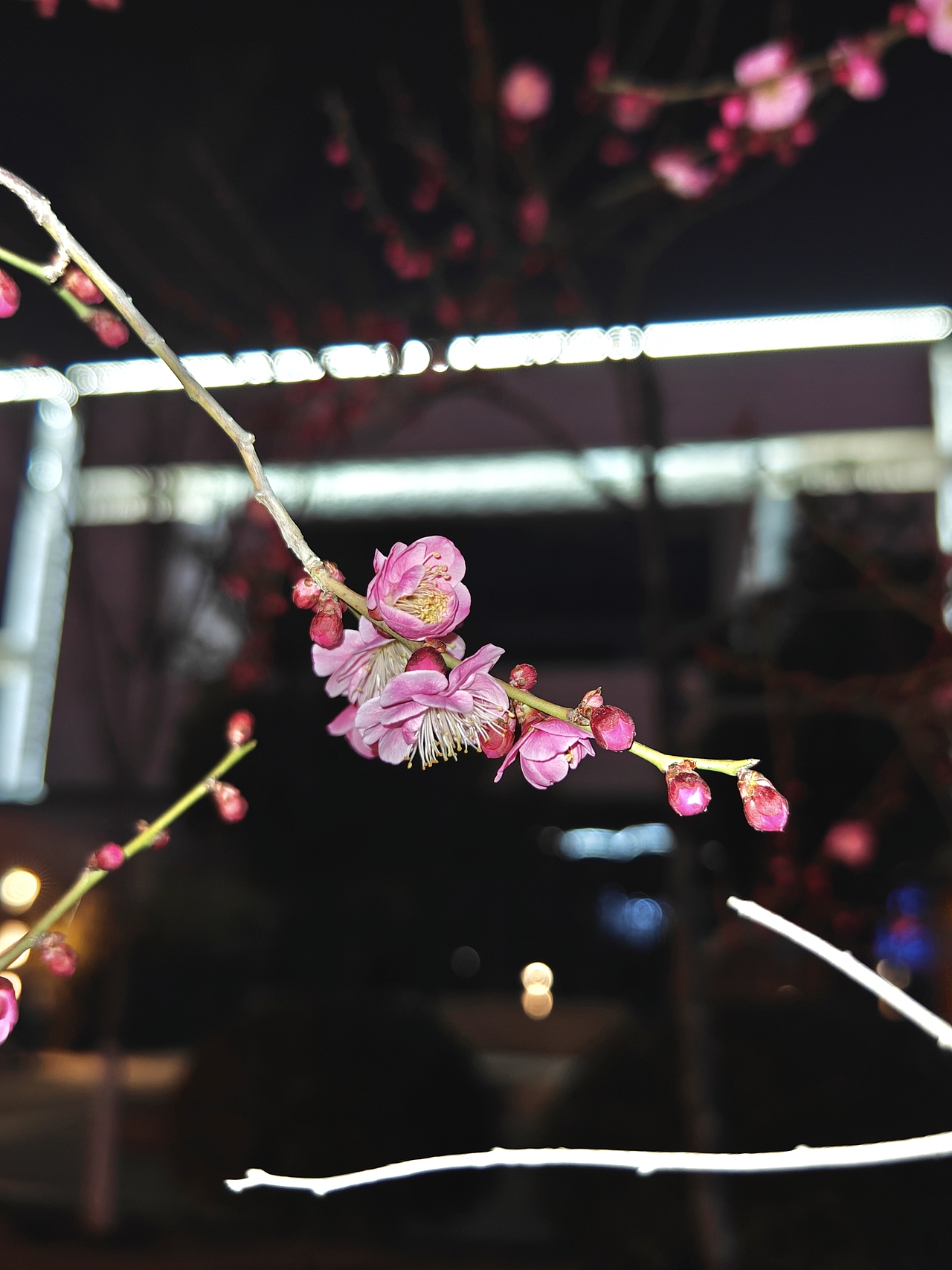 小径踏春去，梅香夜袭来！ #城市夜景# #梅#（图ZMzg2NTE2MTE2） - 环境/建筑摄影 - 站酷设计师凡尘077原创素材 - 站酷ZCOOL