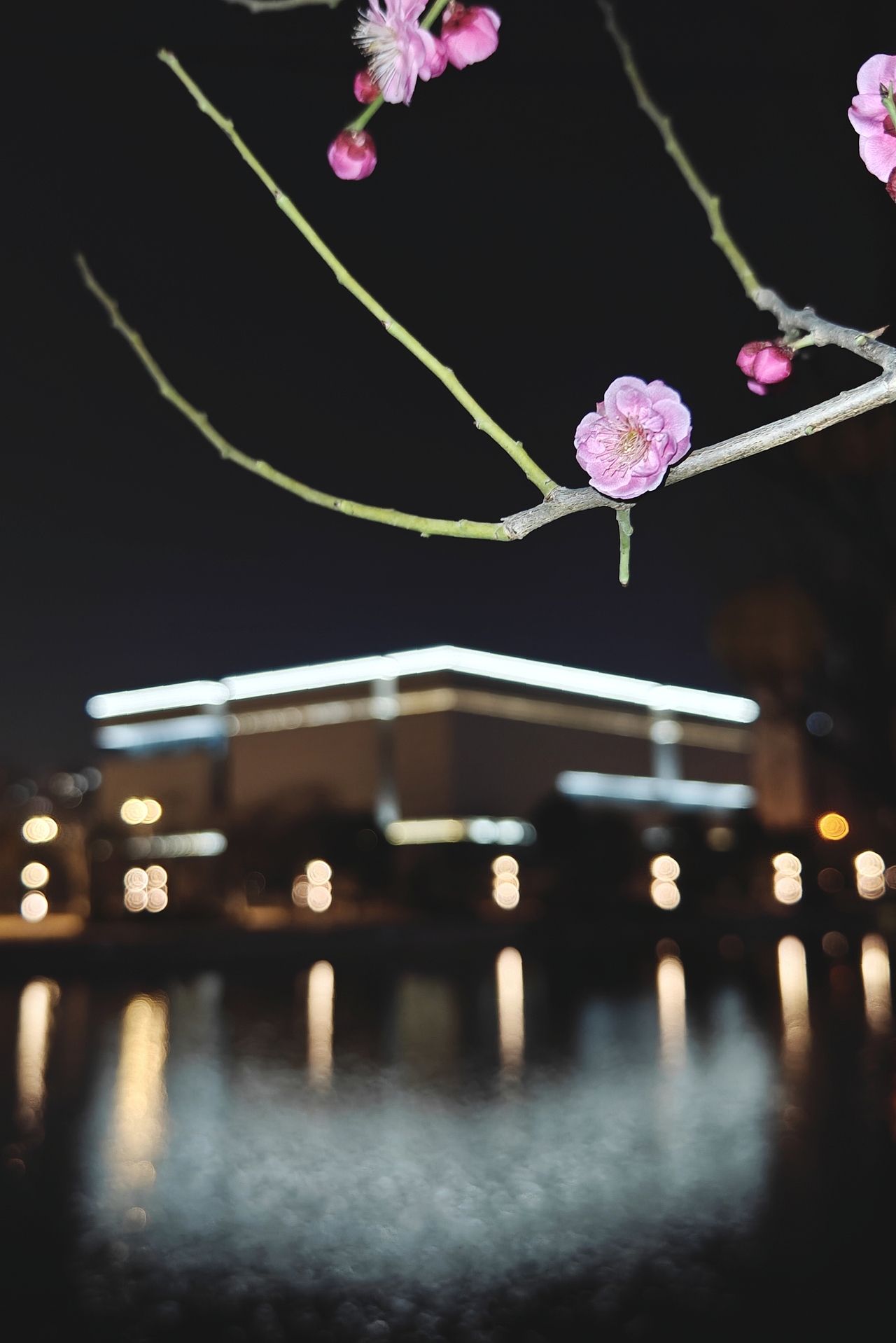 小径踏春去，梅香夜袭来！ #城市夜景# #梅#（图ZMzg2NTE2MTA4） - 环境/建筑摄影 - 站酷设计师凡尘077原创素材 - 站酷ZCOOL