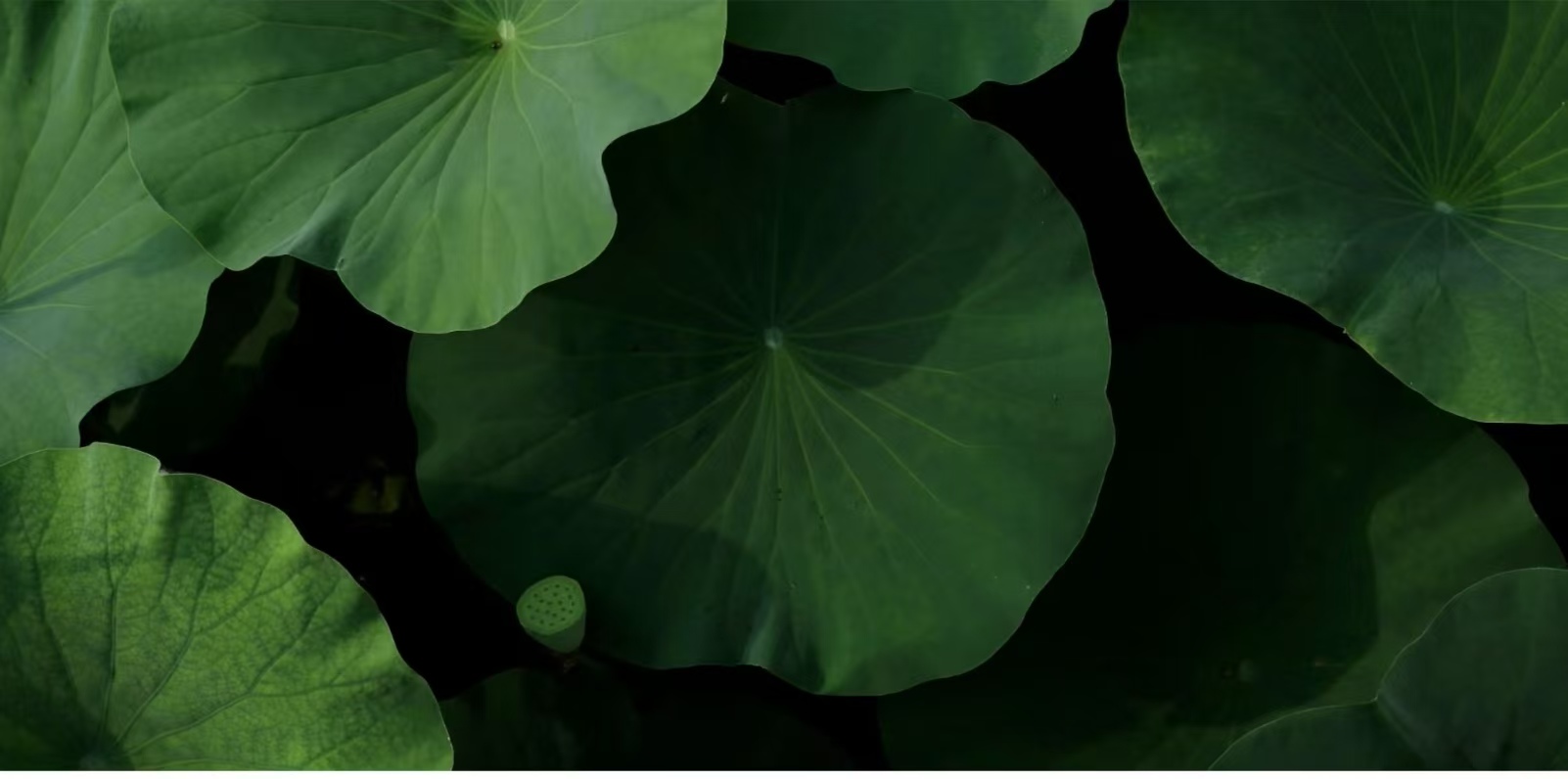 ZKieran的個人主頁（封面預(yù)覽） - 主頁封面設(shè)置 - 站酷設(shè)計師ZKieran原創(chuàng)素材 - 站酷ZCOOL