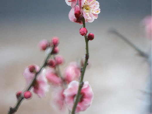 红梅傲雪