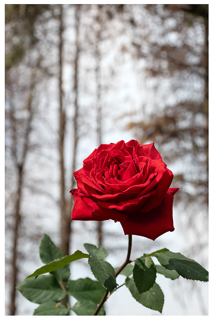 春日之旅（圖ZMzg2NjM1NDg0） - 環(huán)境/建筑攝影 - 站酷設計師筆頭啊原創(chuàng)素材 - 站酷ZCOOL