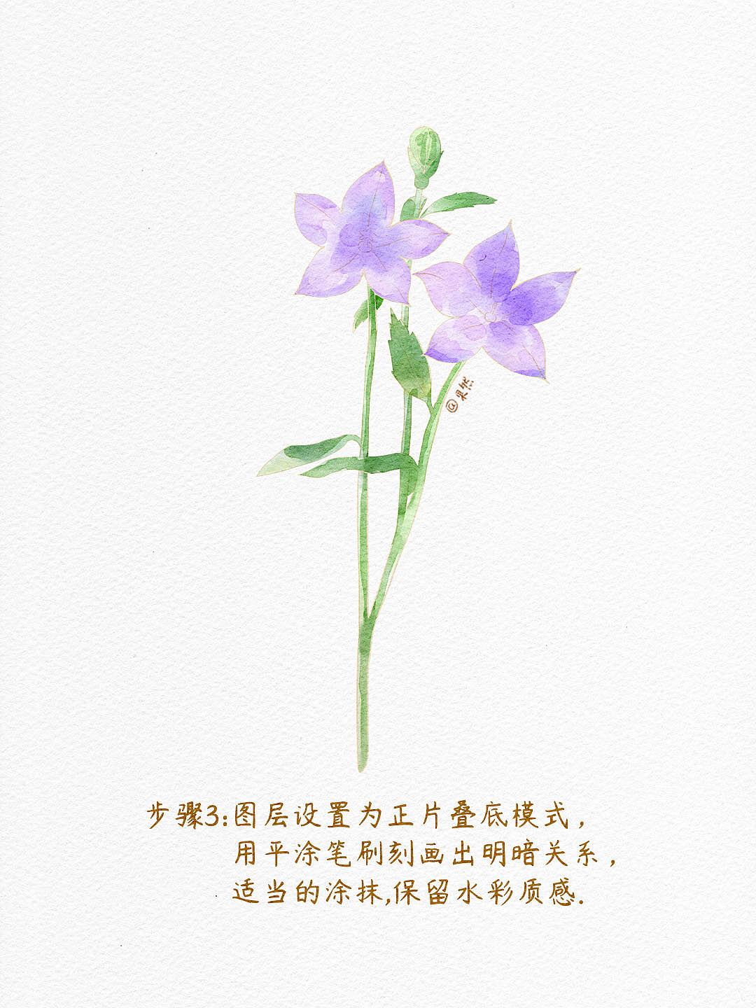 5步学会❗️ipad水彩插画之桔梗花（附步骤）（图ZMzg2NzA5NDM2） - 商业插画 - 站酷设计师插画师果然原创素材 - 站酷ZCOOL
