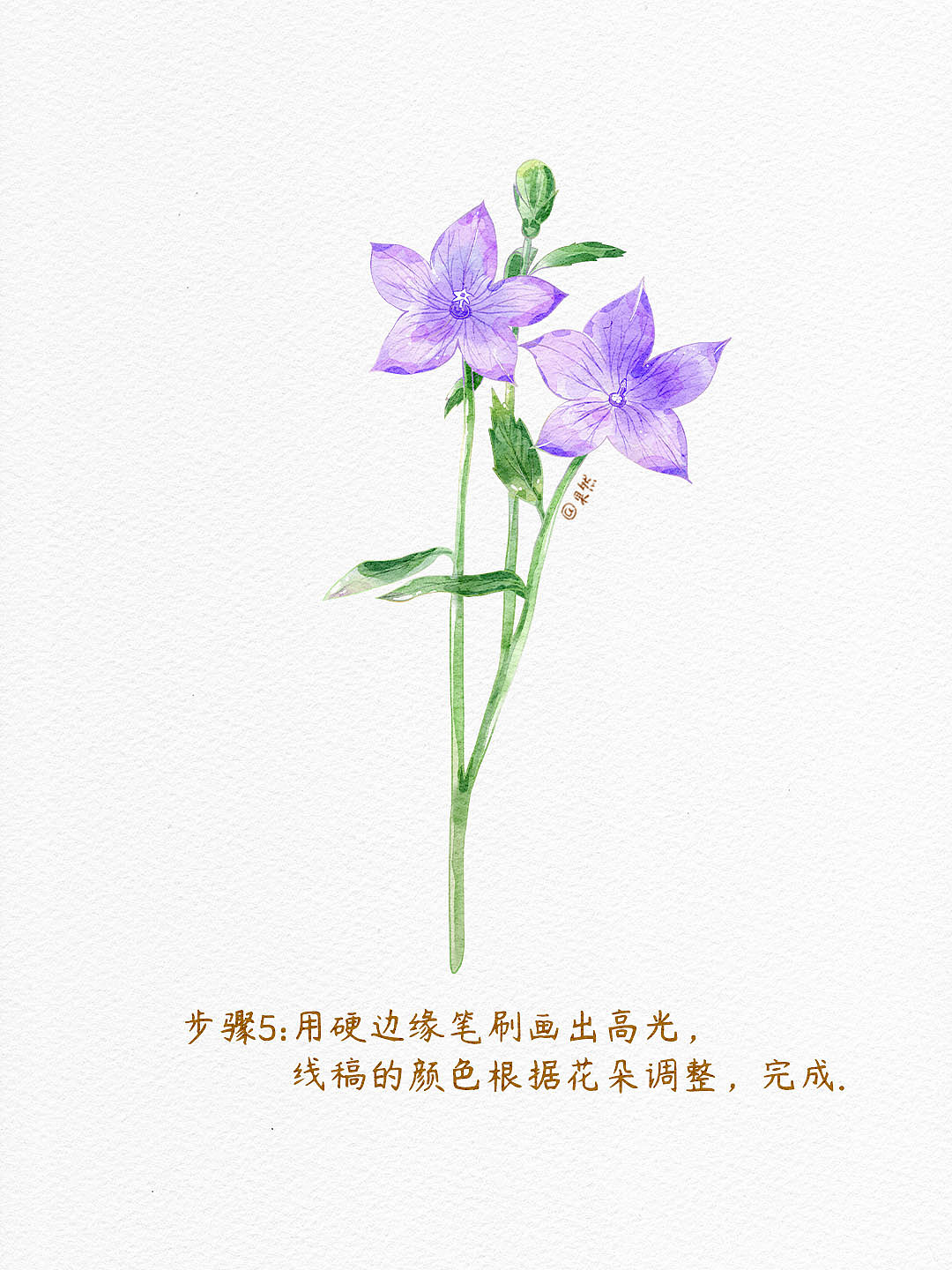 5步学会❗️ipad水彩插画之桔梗花（附步骤）（图ZMzg2NzA5NDQ0） - 商业插画 - 站酷设计师插画师果然原创素材 - 站酷ZCOOL