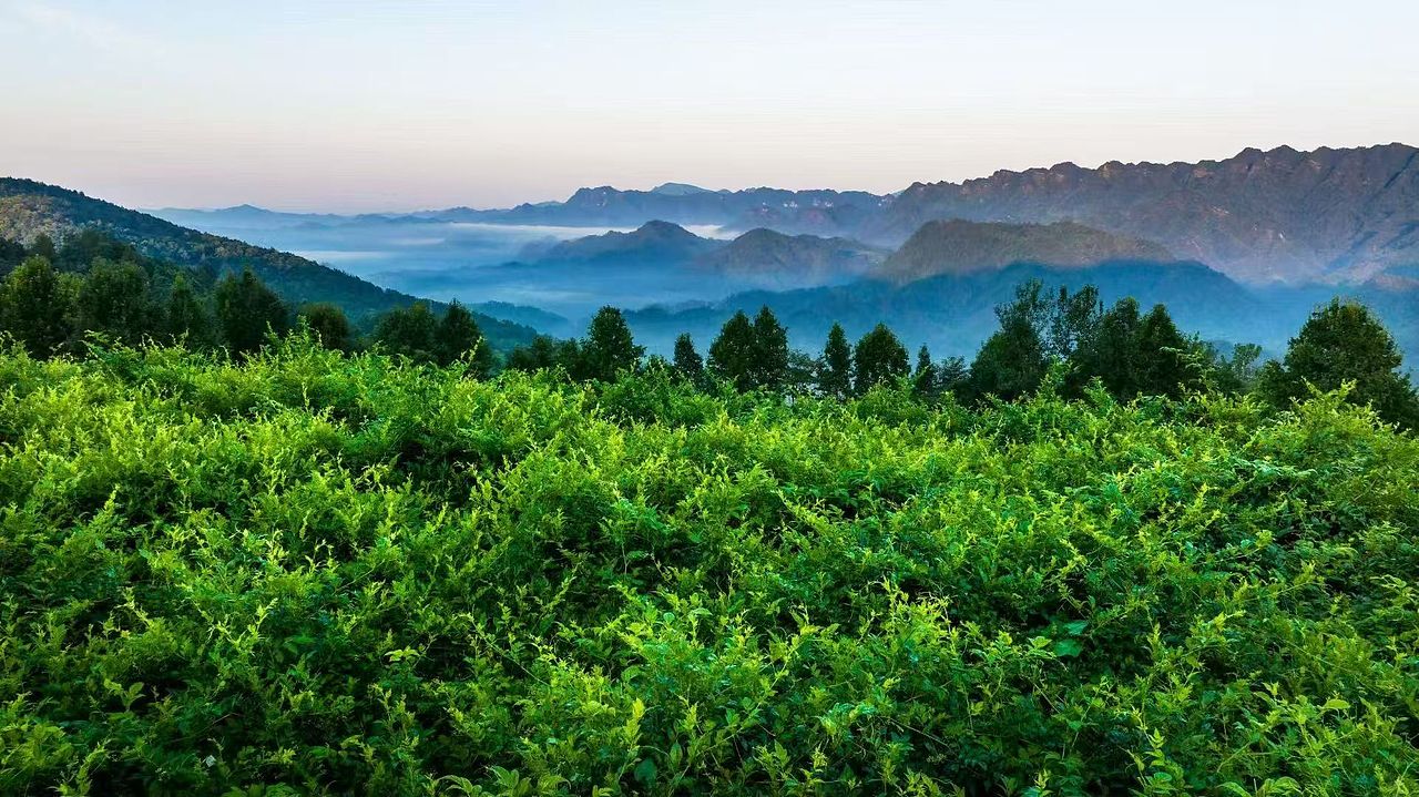 时代七设原创｜张家界莓茶品牌形象设计