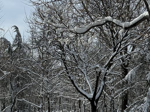 雪景
