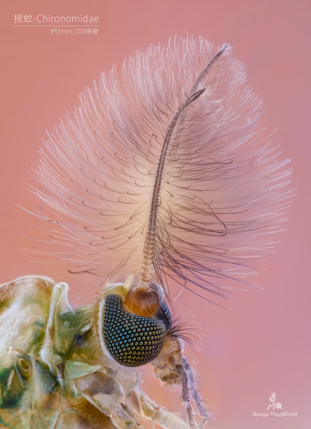 家里发现的-摇蚊