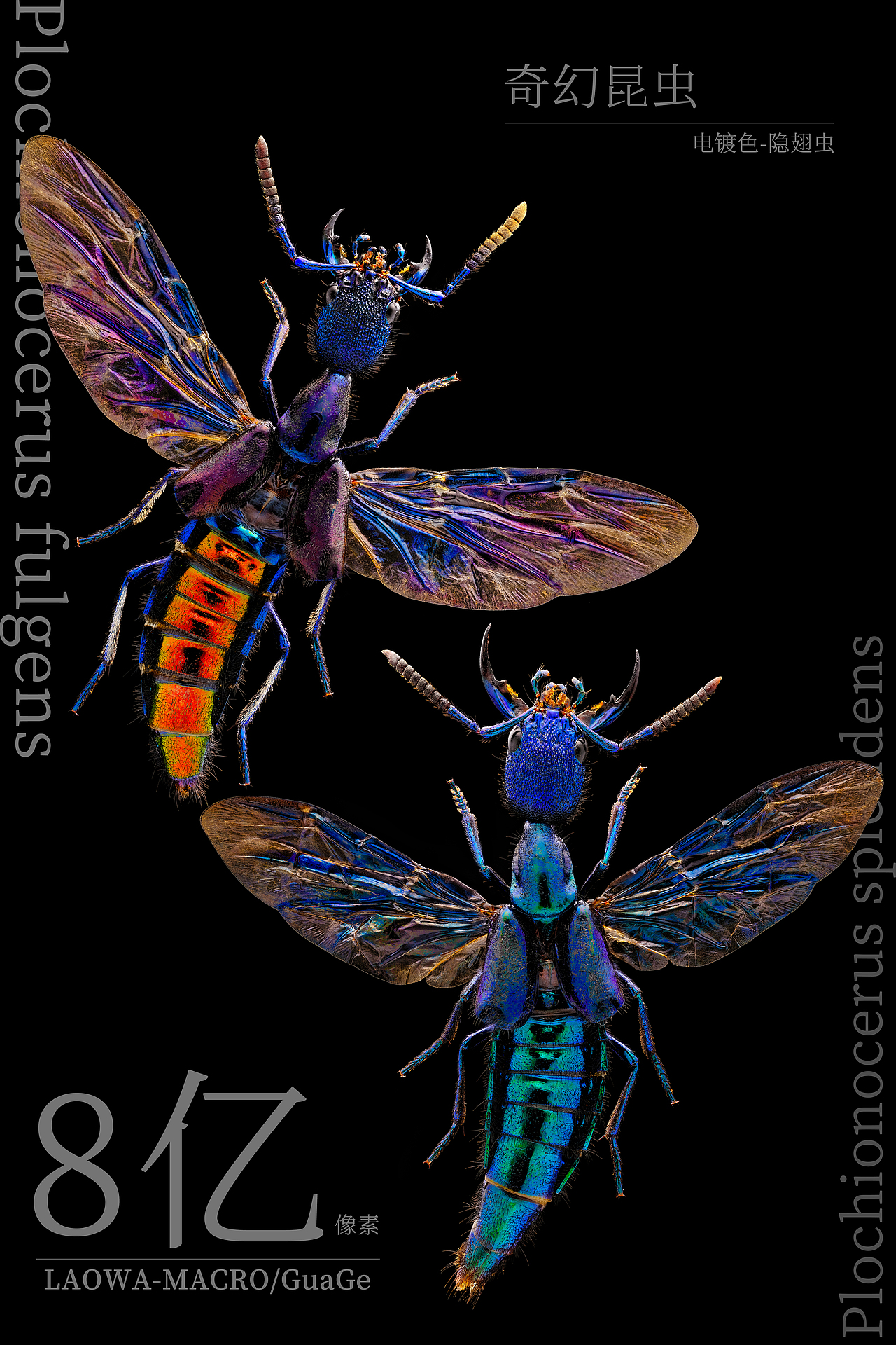 微观之美近在咫尺