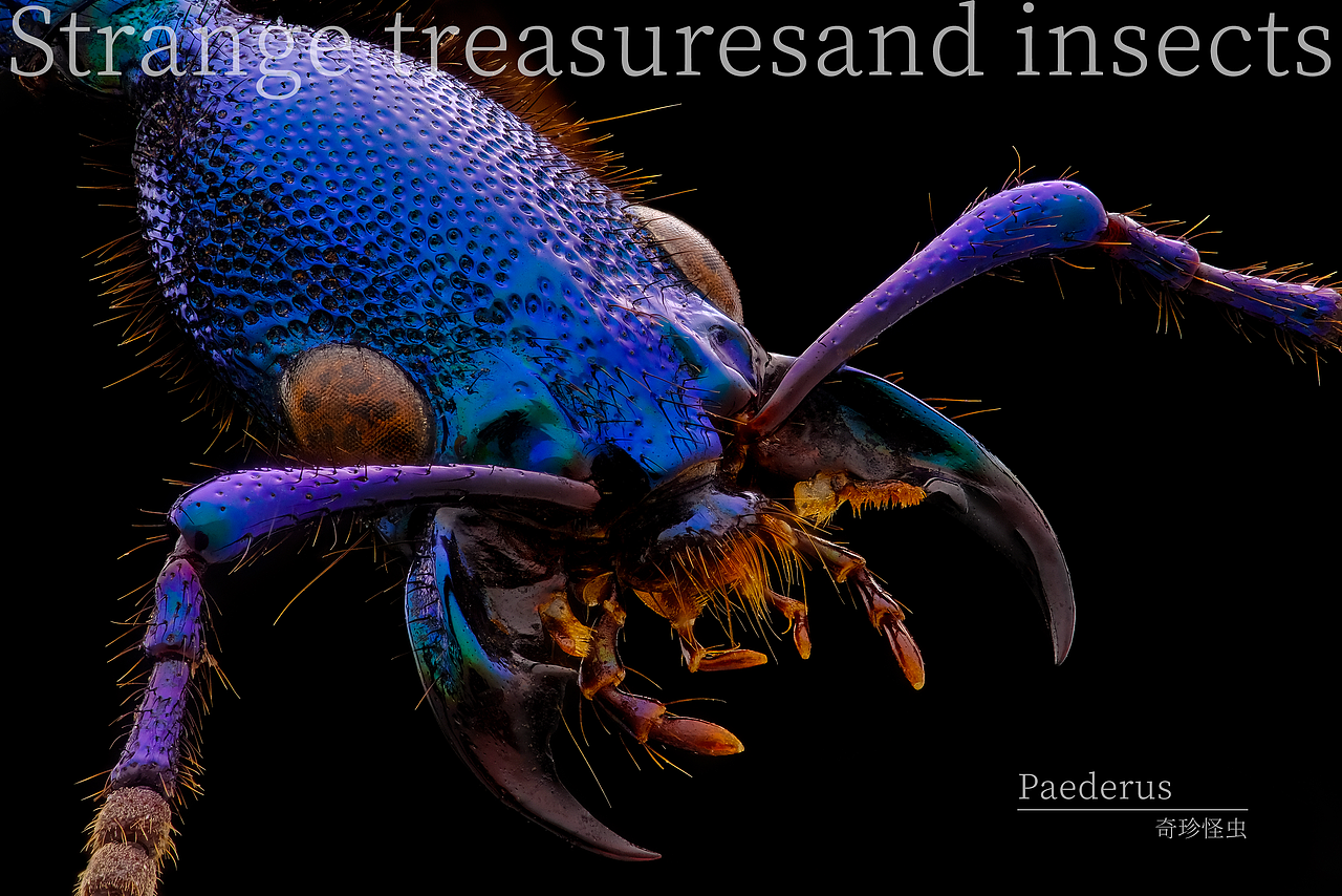 微观之美近在咫尺