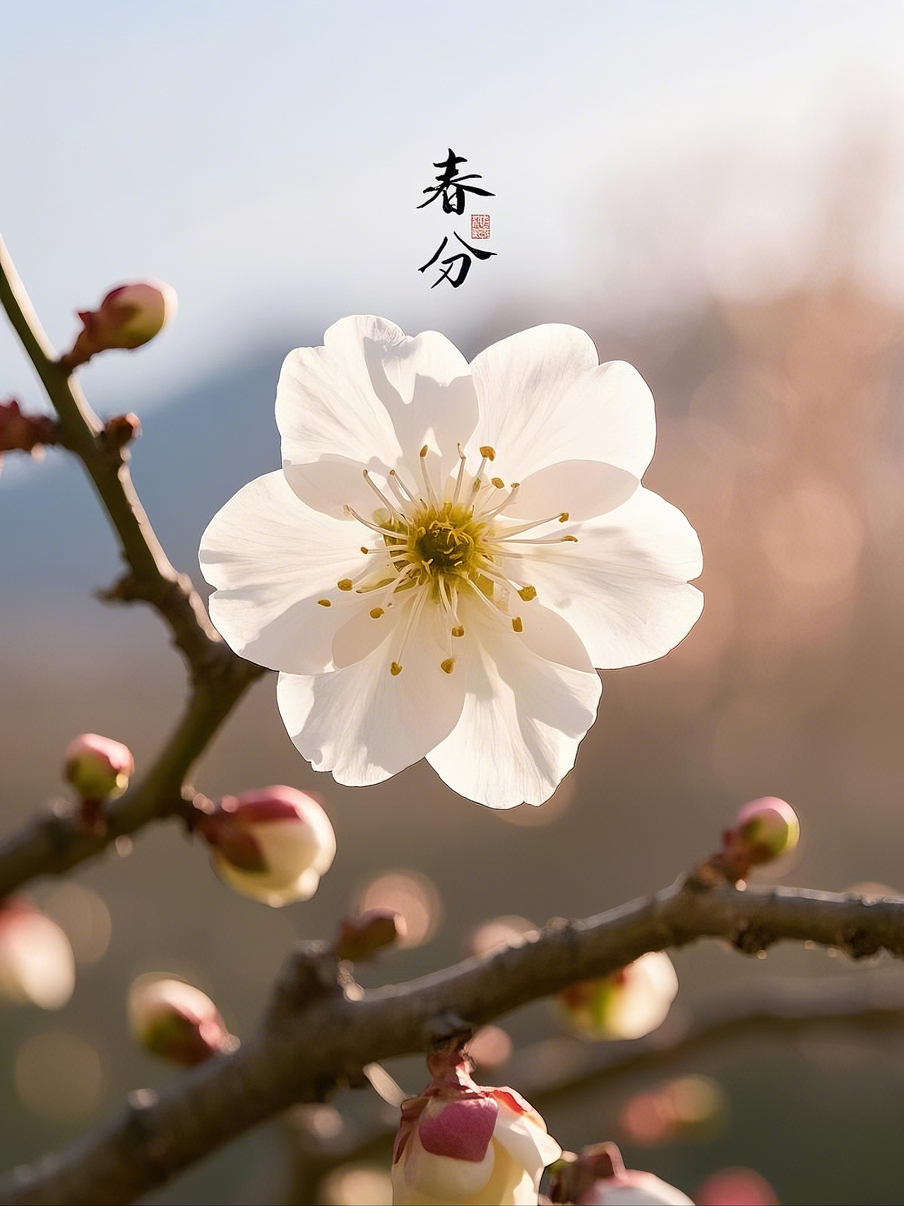 春分(3)|春不误,花有信