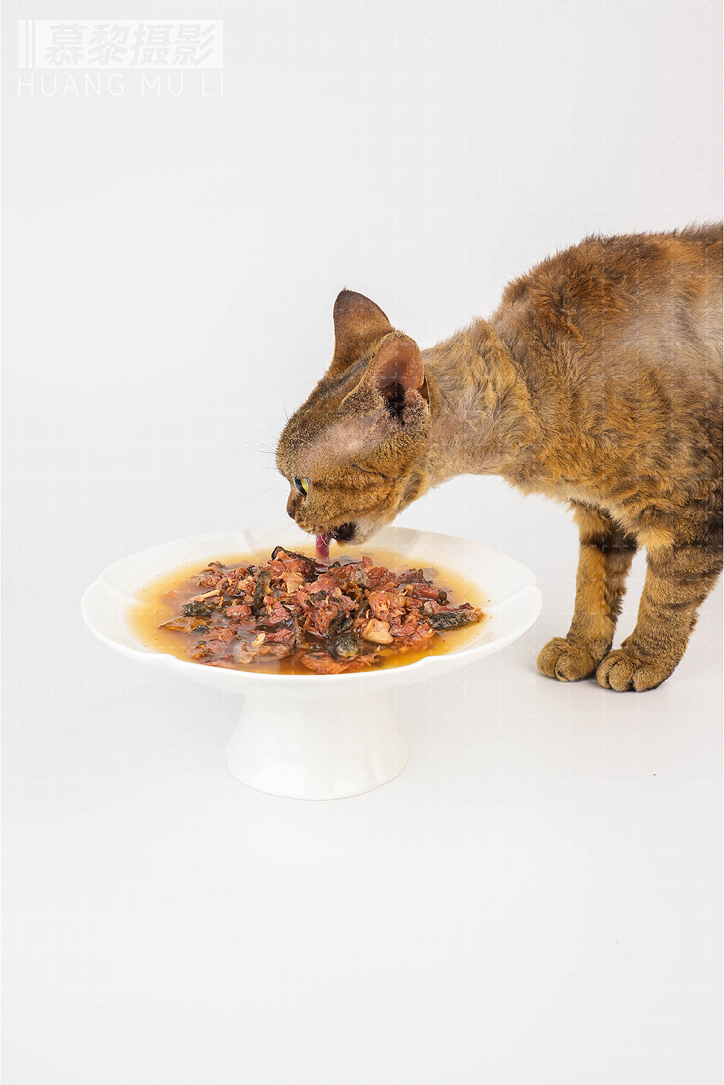 纯甲鱼猫罐头拍摄案例节选