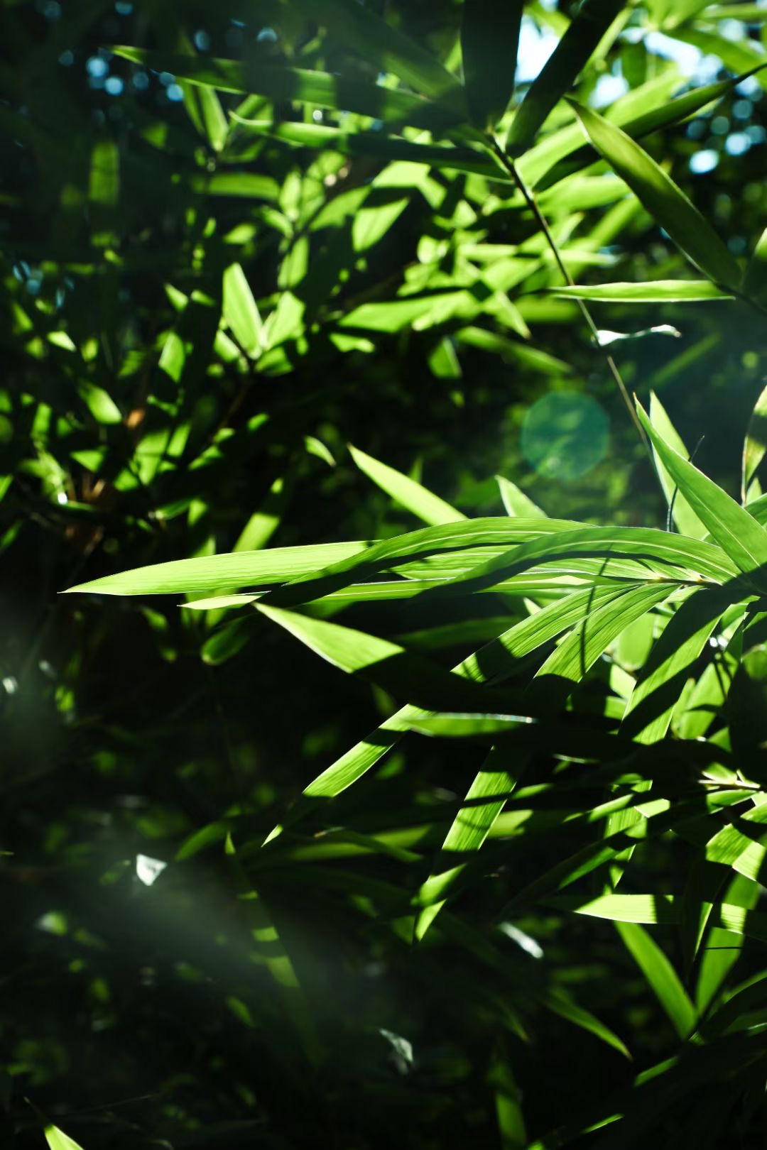 A維鈣奶的個(gè)人主頁（背景預(yù)覽） - 主頁背景設(shè)置 - 站酷設(shè)計(jì)師A維鈣奶原創(chuàng)素材 - 站酷ZCOOL