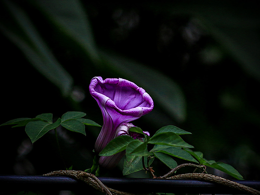 对紫色的花有种莫名的喜爱