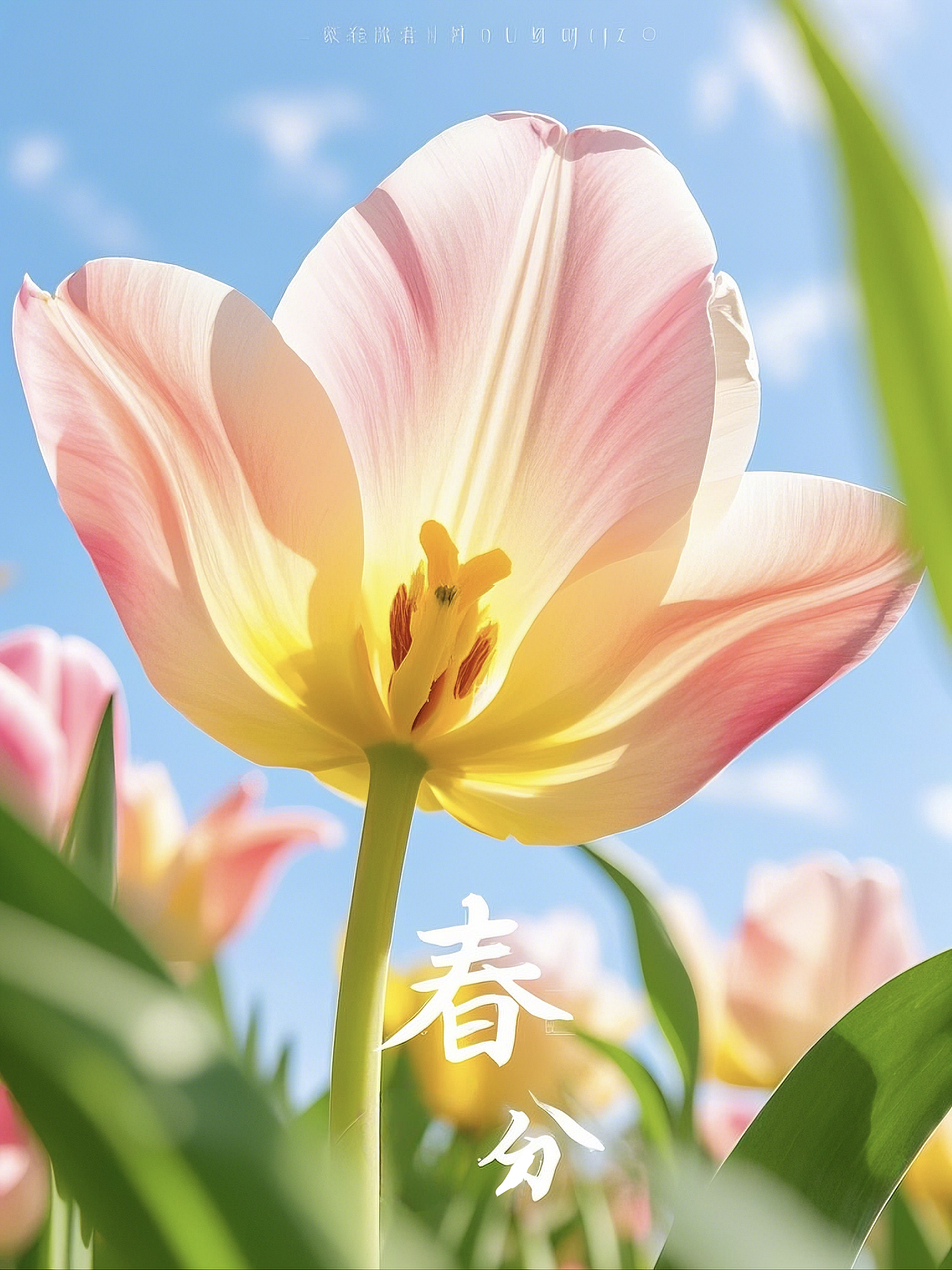 春分至，花开满径诗意浓（2）