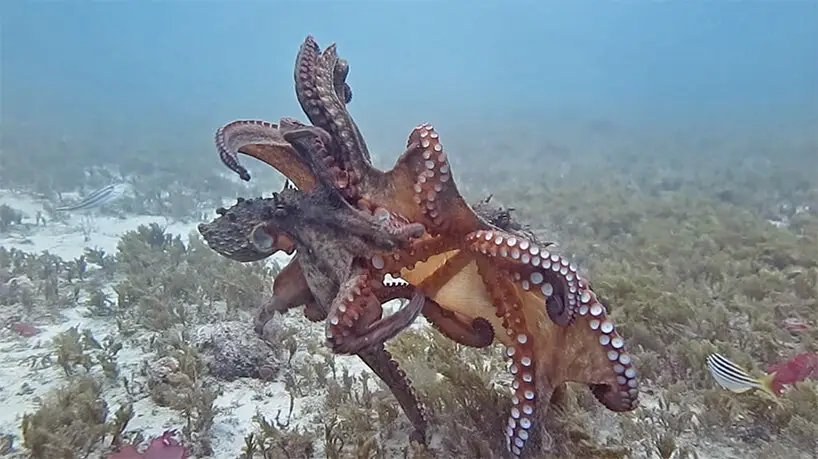 Telmo Pievani, A journey into biodiversity. Eight forays on planet earth, Peter Godfrey-Smith