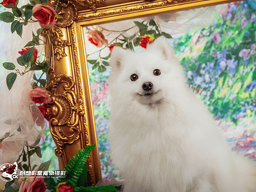 小狗的莫奈花园