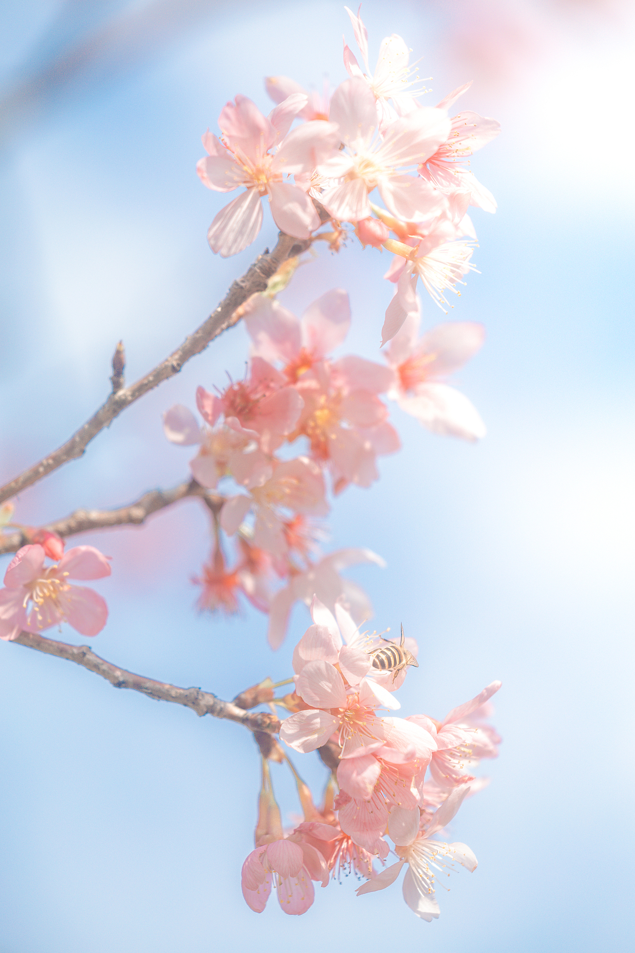 一抹春日（图ZMzg3MjIxMjU2） - 风光摄影 - 站酷设计师哩白桃原创素材 - 站酷ZCOOL