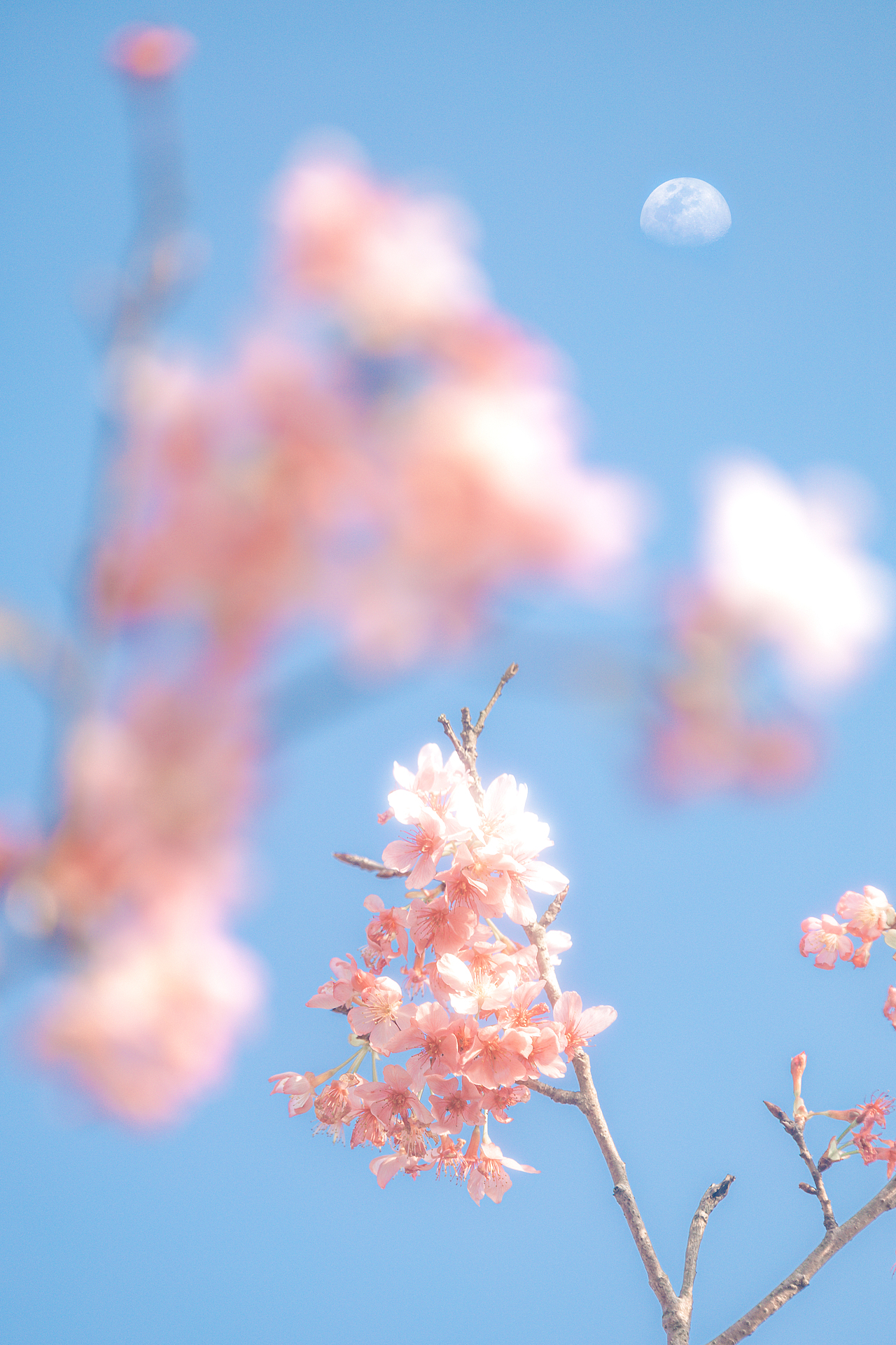 一抹春日（图ZMzg3MjIxMjY4） - 风光摄影 - 站酷设计师哩白桃原创素材 - 站酷ZCOOL