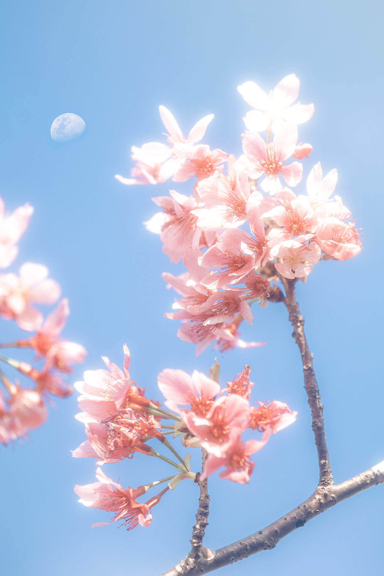 一抹春日（图ZMzg3MjIxMjY0） - 风光摄影 - 站酷设计师哩白桃原创素材 - 站酷ZCOOL