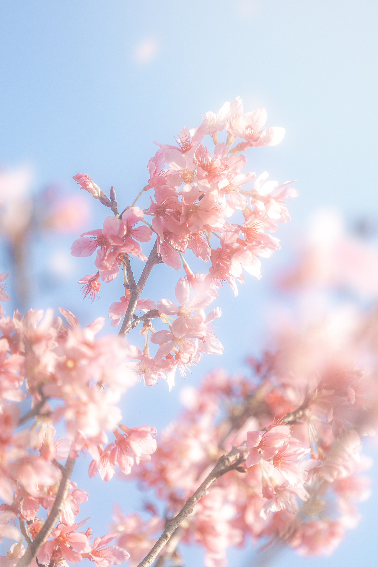 一抹春日（图ZMzg3MjIxMjc2） - 风光摄影 - 站酷设计师哩白桃原创素材 - 站酷ZCOOL